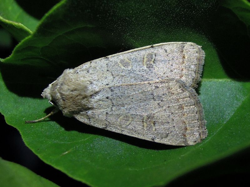 Xestia cohaesa, Noctuidae